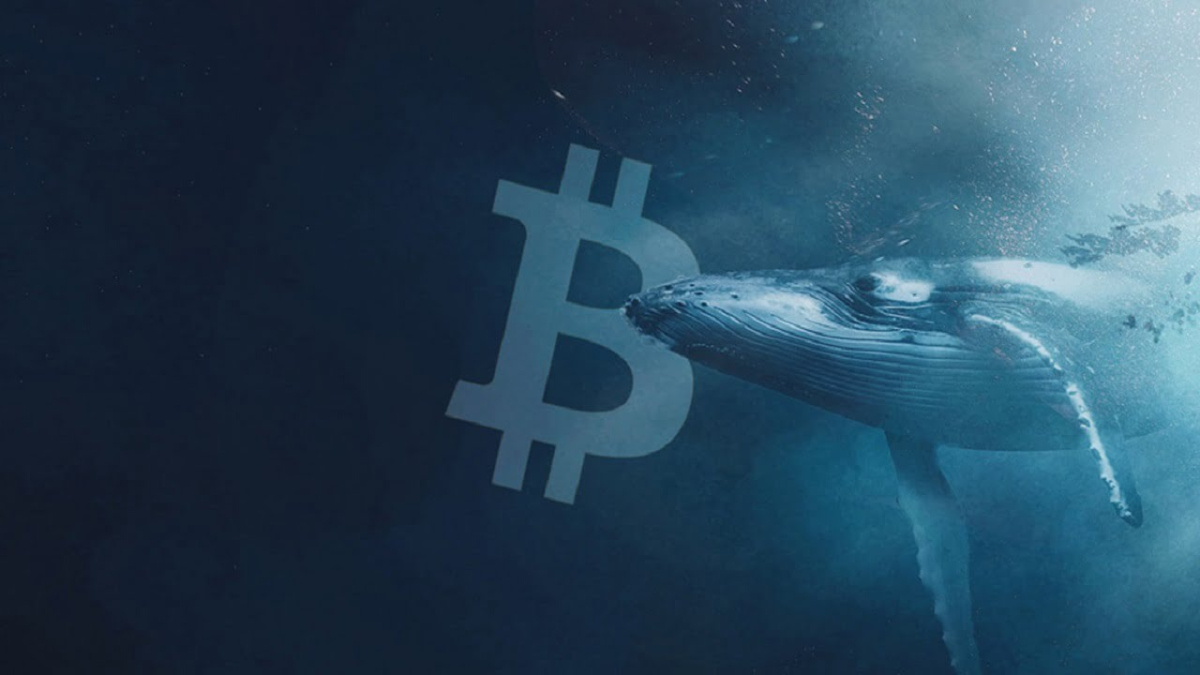 Institutional Interest Beyond Individual Whales